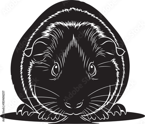 Adorable guinea pig portrait close up black and white expressive eyes fluffy fur detailed outline charming rodent pet photography