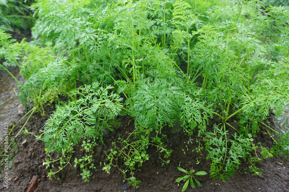 Fototapeta premium Carrot Plants Growing in Terraced Rows on Farmland