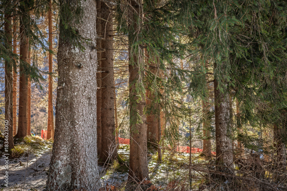 Fototapeta premium Dense conifer woods in the Julian Alps of Slovenia show fir, pine, and spruce trunks under dappled light. The scene captures a temperate alpine habitat and textures of a healthy evergreen ecosystem.