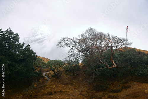 Obraz na płótnie View of a mountain slope with bare tree and walking path on a foggy day