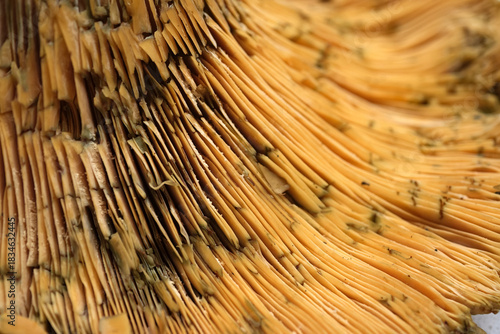 Obraz na płótnie Extreme close up of mushroom gills highlighting the linear pattern and the deep