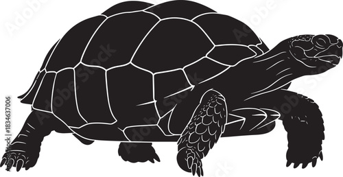 Detailed black silhouette vector illustration of a tortoise or turtle with white outlines, isolated on a transparent background.