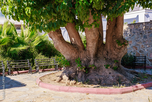Majestic ancient tree in sunlit urban garden with benches and stone wall