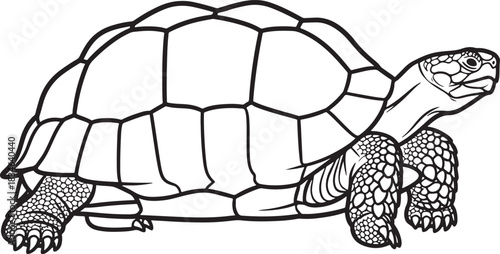 Line art illustration of a tortoise, a slow-moving reptile known for its hard shell, perfect for educational content.