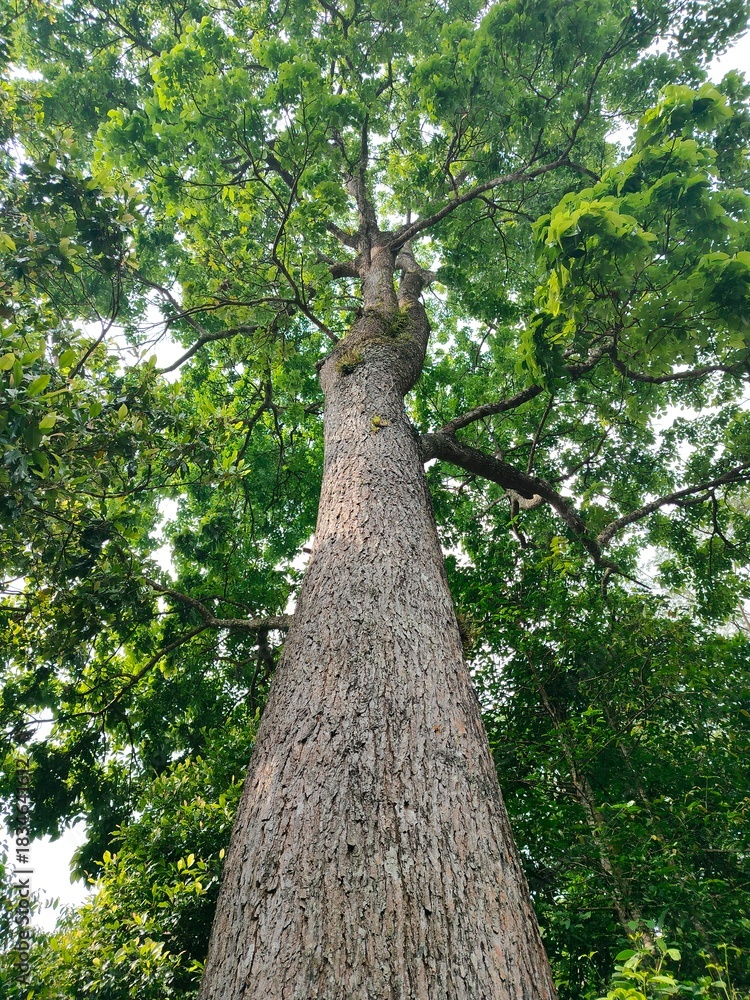 Naklejka premium Giant Tree Trunk Reaching Skyward with Lush Green Canopy Above in Forest