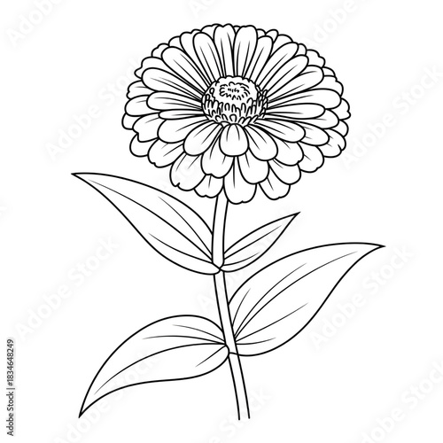 Fotografi zinnia flower coloring page line art