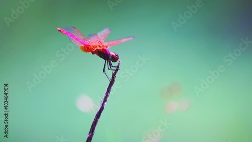 Red dragonfly hovering above the twig and then sitting on twig Beautiful animal insect in the wild