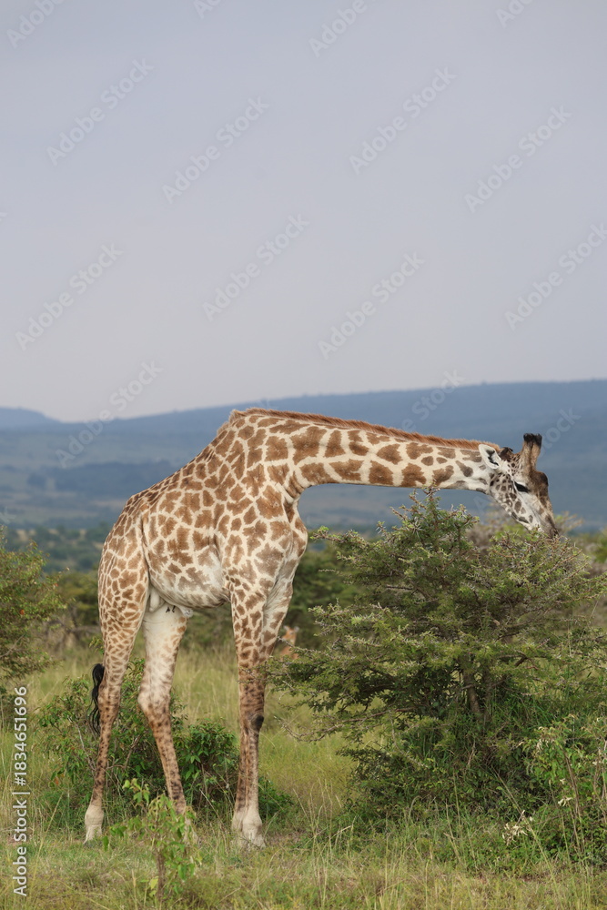 Fototapeta premium Giraffe Grazing on Acacia Tree
