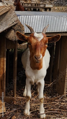 Playful goats having fun on sunny rural farm. Happy animals running and jumping. Concept of countryside life, eco farming, natural joy.