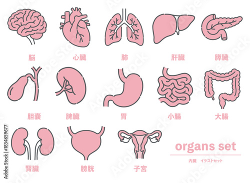 脳、心臓、肺など13種類の内臓・臓器イラストセット
