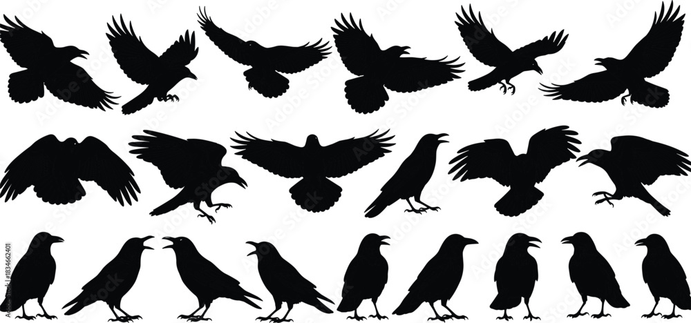 Fototapeta premium Extensive Set of Crows or Ravens in Flying, Perching, and Landing Poses, Black Silhouette Vector Illustration Collection for Halloween, Gothic, Nature, and Bird Design Graphics.