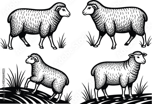 Stylized black and white sheep illustrations in varied poses with grass and terrain, perfect for farm animal vector stock content.