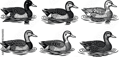 Vintage black and white engraving of six swimming ducks with rippling water, detailed plumage, woodcut style, wildlife vector illustration.