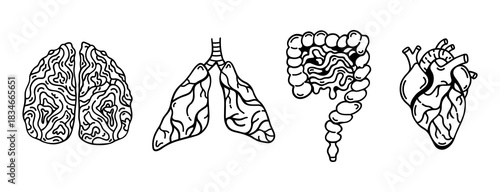 Human internal organs, vector set. Brain, lungs with bronchi, trachea. Large intestines, heart with arteries. Digestive, nervous, respiratory, circulatory systems. Hand drawn black and white clipart
