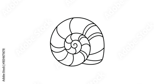 A detailed drawing of a spiral seashell showing its intricate chambers and elegant curvature in white.