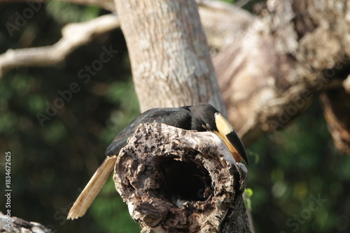 Sri Lankan Birds in the Wild, Sri Lanka 