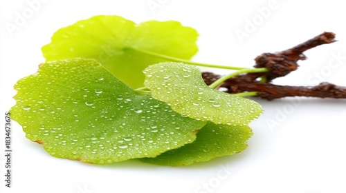Fresh green leaves with dew drops on a textured brown branch against a white background