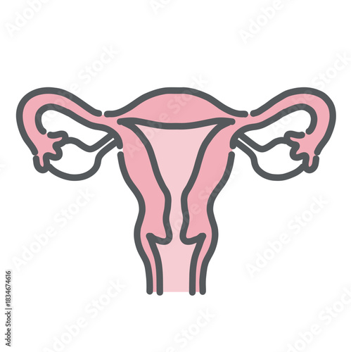 子宮（しきゅう）のイラスト