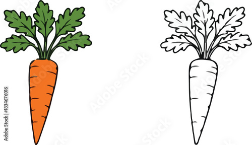 Simple hand drawn carrot vegetable illustration set for coloring book design or menu graphic. isolated PNG with Transparent Background