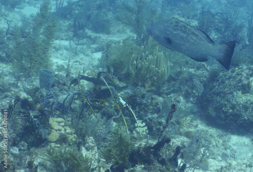 Fototapeta premium Black Grouper Swimming Over Diverse Caribbean Coral Reef