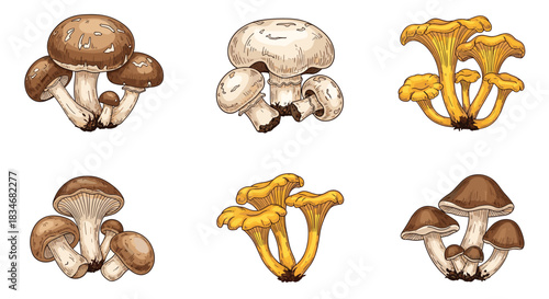 A charming collection of six hand-drawn illustrations showcases various types of mushrooms, from common edible varieties to wild fungi, in natural colors.