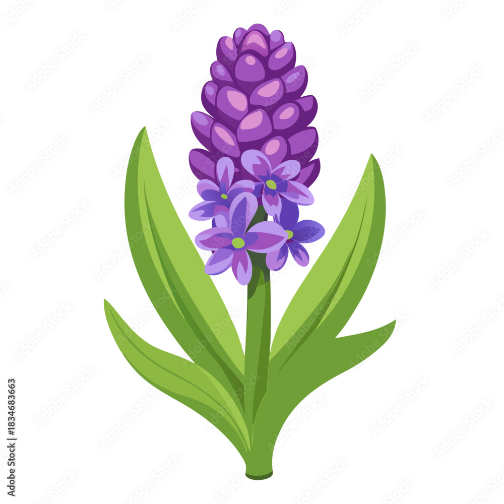 Fototapeta premium hyacinth flower on white background