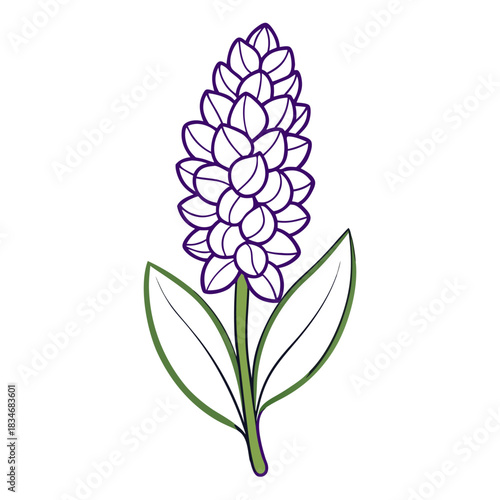 Fotografía grape hyacinth flower line art on white background