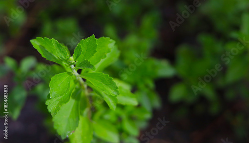 Wallpaper Mural Fresh green leaves stevia plant Torontodigital.ca