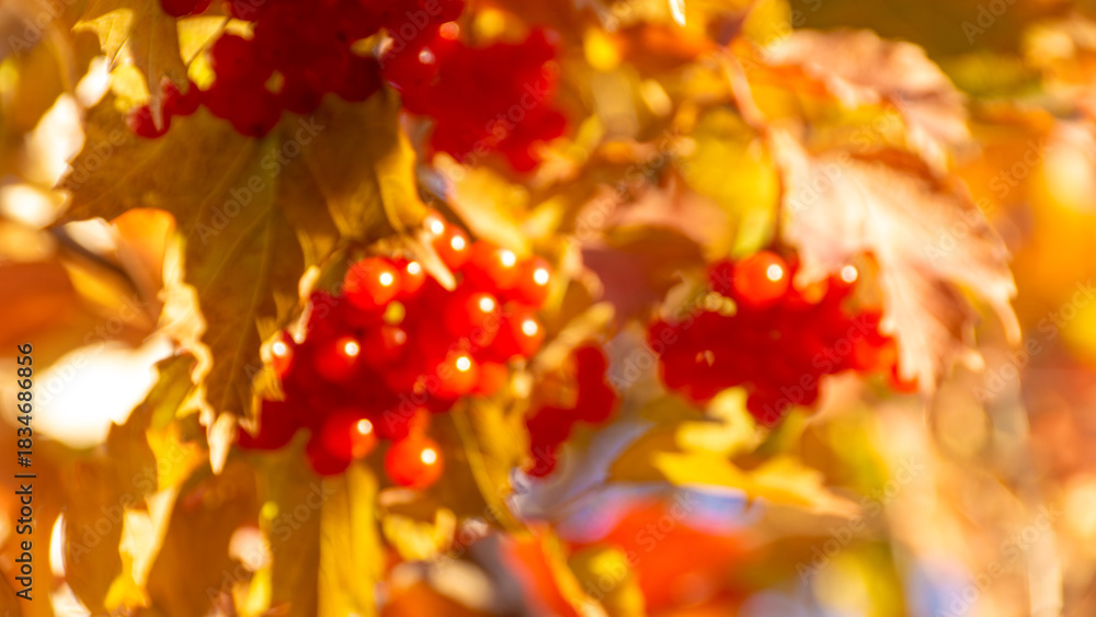 Φωτογραφία Defocused autumn photo of red berries and yellow leaves in bright sunlight is wo