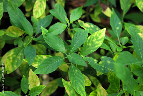 Wallpaper Mural Rhinacanthus nasutus Kurz herb plant Torontodigital.ca
