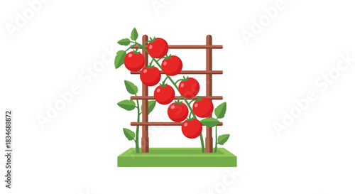 Healthy Ripe Tomatoes Growing on a Trellis in a Garden