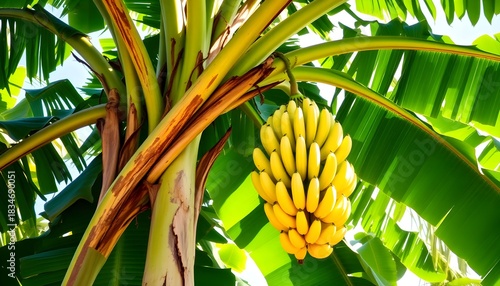 Wallpaper Mural tropical palm tree Torontodigital.ca