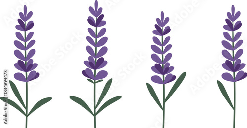 Four stylized lavender sprigs with purple flowers and green leaves arranged in a row on a white background.