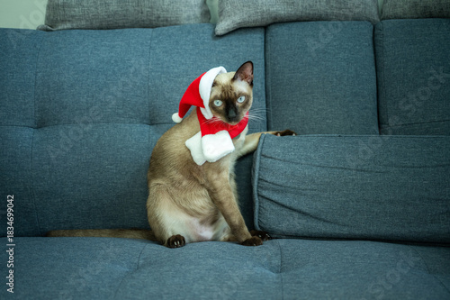 Wallpaper Mural A Siamese cat wearing Santa hat with red scarf during Christmas festival. Christmas costumes are traditional or themed outfits worn to celebrate the holiday season. Torontodigital.ca