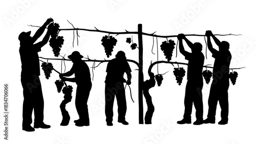 Harvesting Grapes Silhouettes of People Working Together in a Vineyard During Grape Picking Season