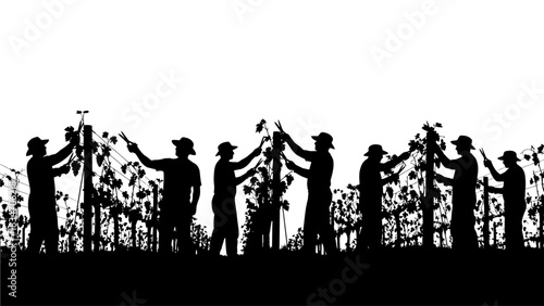 Silhouette of people tending to grapevines in a vineyard during harvest season