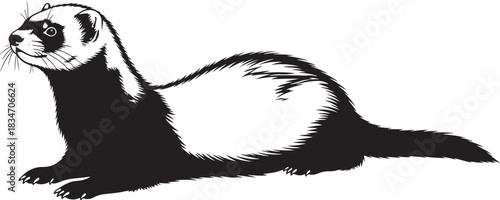 Detailed black and white illustration of a domestic ferret lying down, looking attentively, graphic vector art