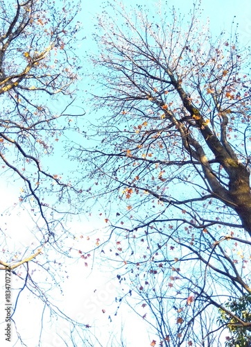 冬の公園のモミジバフウの枯れ木と冬の青空