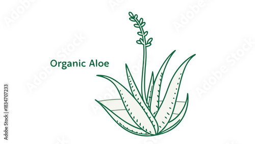 Elegant aloe vera plant illustration, perfect for natural beauty product branding and eco-friendly designs, conveying health and wellness, originally vector graphics