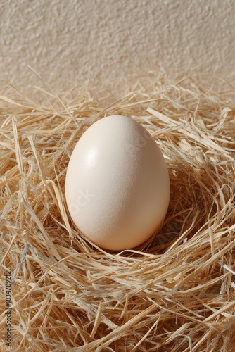 eggs in nest