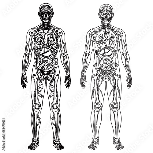 Detailed anatomical illustration of human body systems, showing skeletal and internal organs.