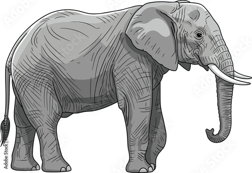 Detailed grey elephant illustration with tusks, realistic wildlife animal drawing suitable for educational materials, safari content, conservation themes, and nature designs.