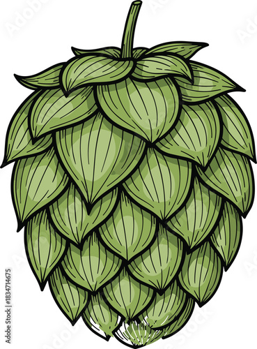 Detailed hop cone illustration for craft beer designs, brewing labels, botanical artwork, brewery branding, and agricultural or homebrewing graphics.