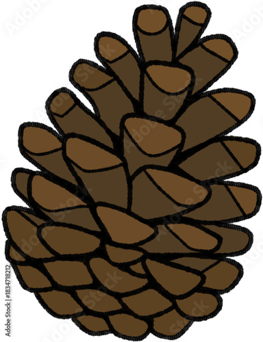 pine cone isolated on white