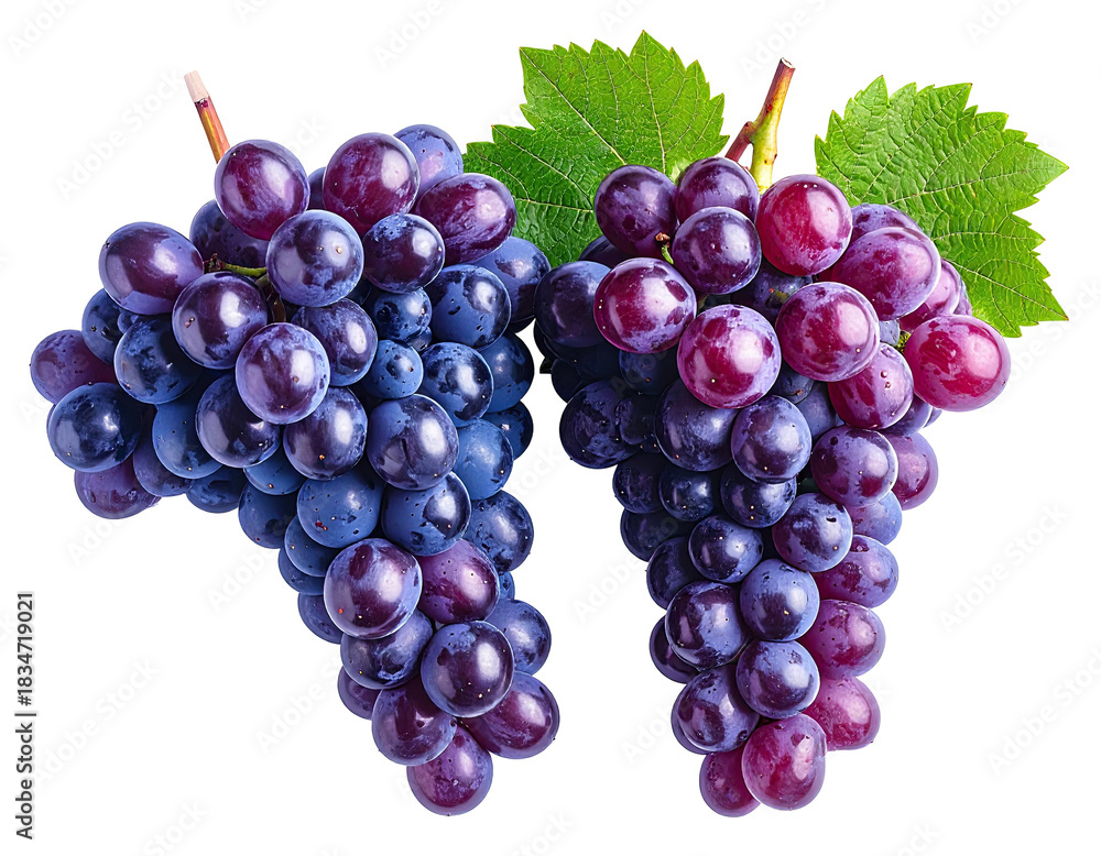 Fototapeta premium Two bunches of dark ripe grapes, leaves