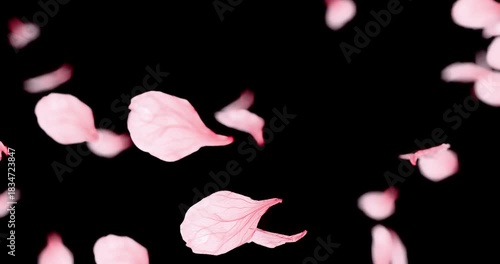 Cherry blossom petals sway in the wind. Isolated on black background. 4K 3D rendering loop animation.