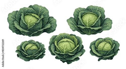 A set of five realistic green cabbage heads painted in a beautiful watercolor style isolated on a clean white background.