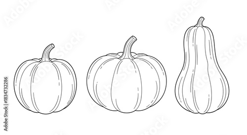 A set of three different pumpkins and squashes including a butternut squash in a clean black and white line art style.
