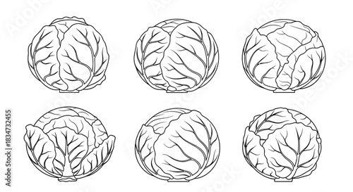 Set of six whole cabbage heads shown from various angles in a detailed black and white outline illustration for coloring pages.