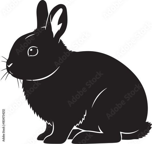 Black lopeared rabbit walking isolated on